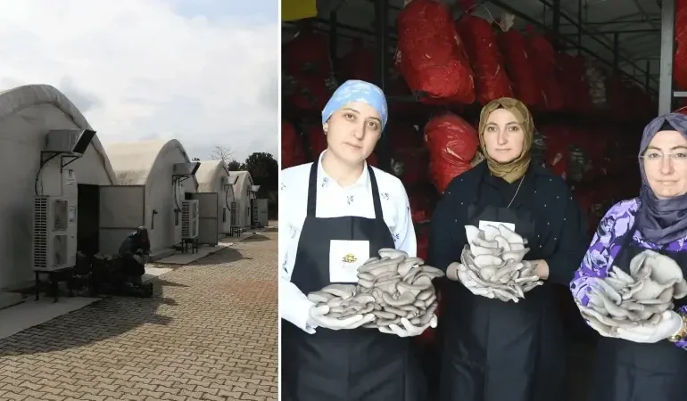 aldiklari-destekle-hayatlari-degisti-talebe-yetisemiyorlar-bes-cadirda-yilda-60-ton-mantar-uretiyorlar-fm3pGHUI.webp