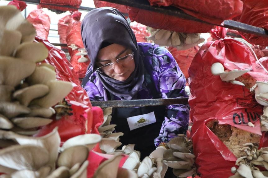 bes cadirda yilda 60 ton hasat ediyorlar samsun ordu ve trabzon almak icin sirada 1jqiTAG7