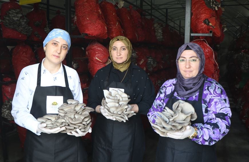 bes cadirda yilda 60 ton hasat ediyorlar samsun ordu ve trabzon almak icin sirada 5QSiezBL