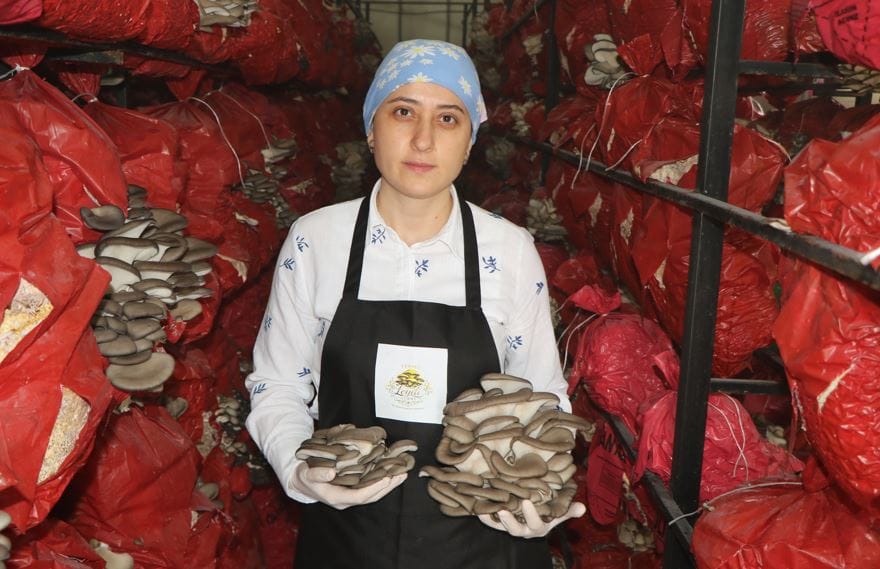 bes cadirda yilda 60 ton hasat ediyorlar samsun ordu ve trabzon almak icin sirada 7Cf7eRm8