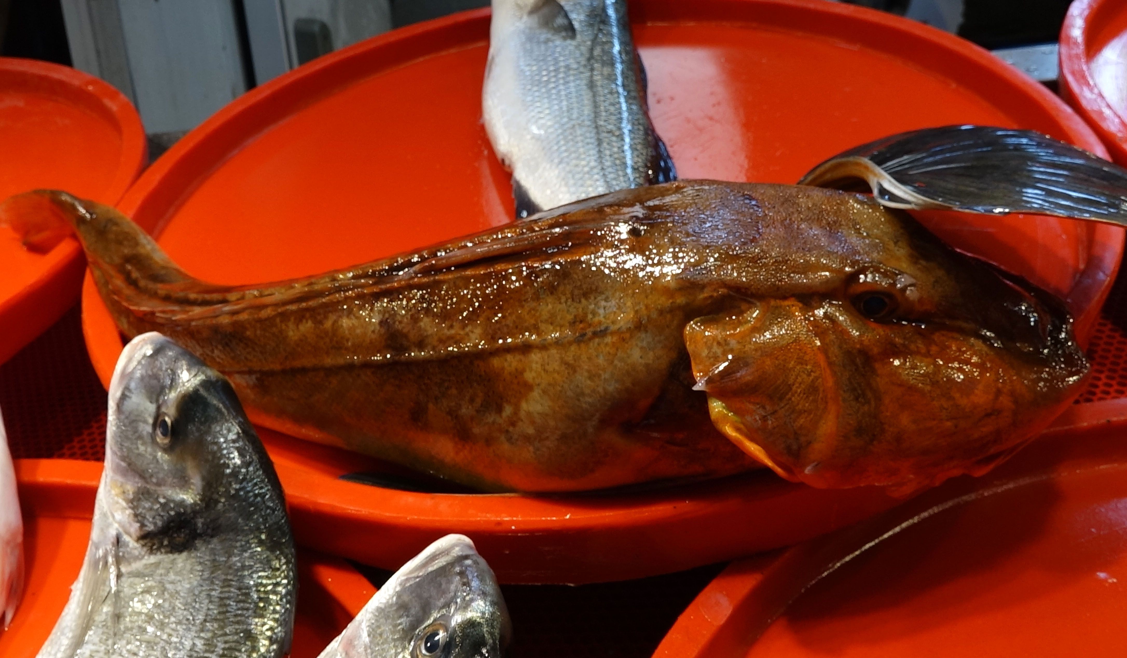 denizlerde av yasagi oncesi son gunler hamsinin yerini o aldi 1 izHJ4CZT