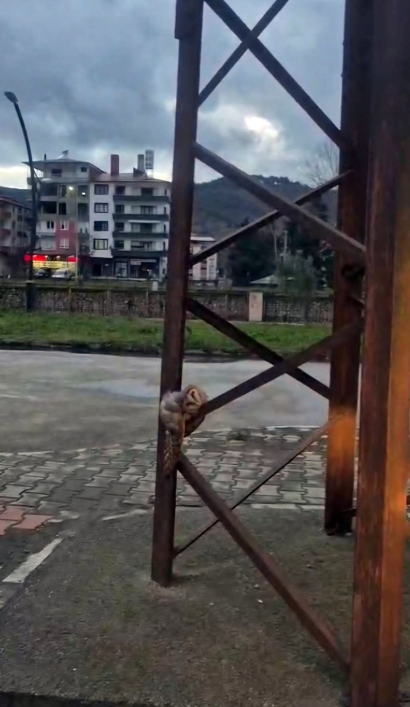 sokak ortasinda uyuyakalan baykus ilgi odagi oldu 0 a7Y4GAGV