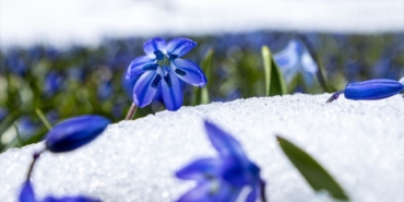 kadiralak-yaylasindaki-mavi-yildiz-cicekleri-kar-altinda-kaldi-G8tMnpOe.jpg