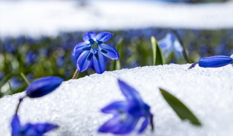 kadiralak-yaylasindaki-mavi-yildiz-cicekleri-kar-altinda-kaldi-G8tMnpOe.jpg