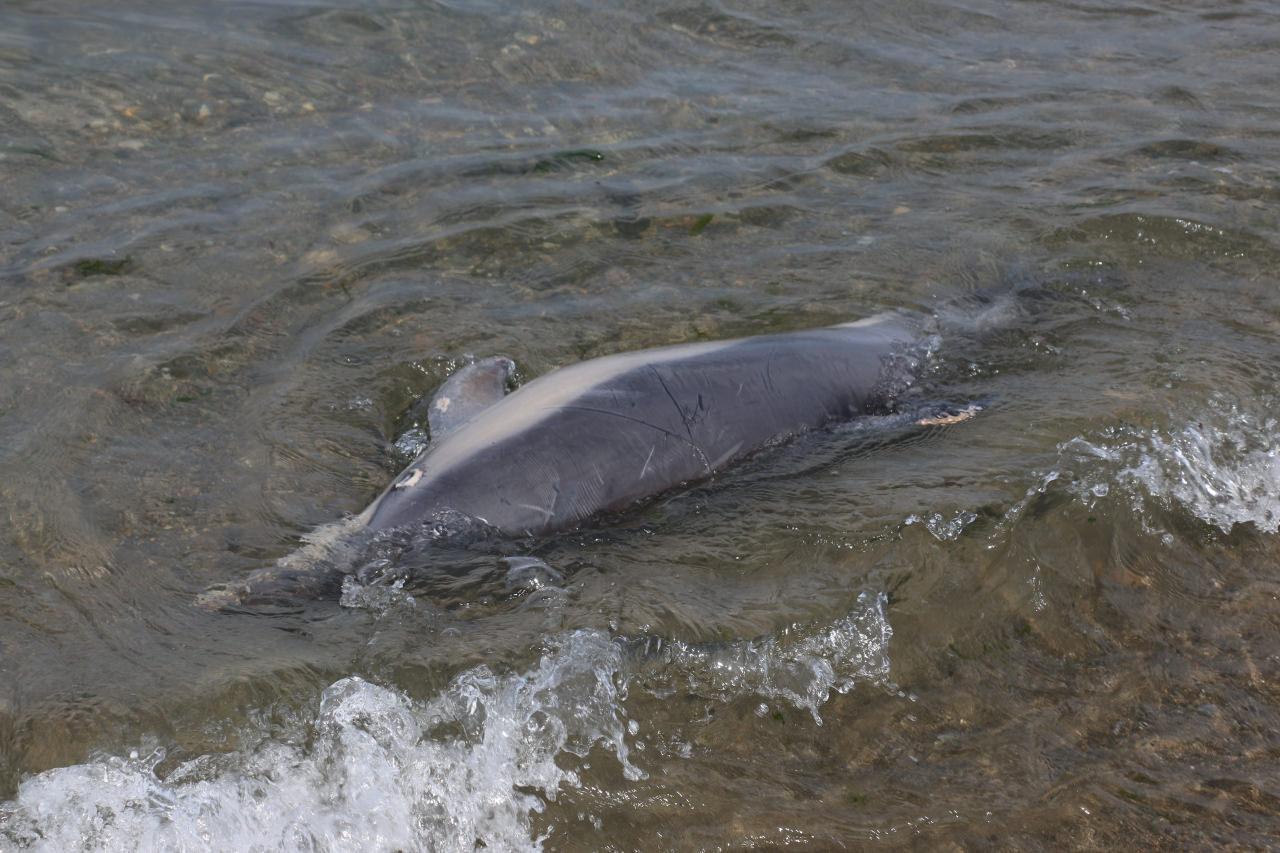 trabzonda olu yunus sahile vurdu 0 MhJq967Z