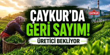 çaykur