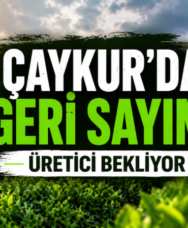 çaykur