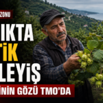 fındık