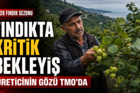 fındık