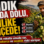 fındık