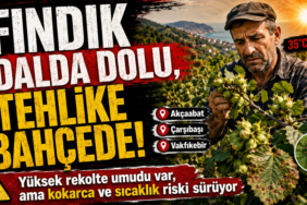 fındık