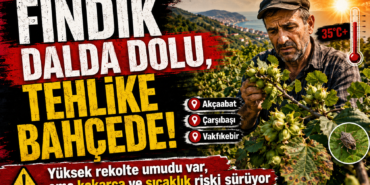 fındık