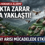 kokarca