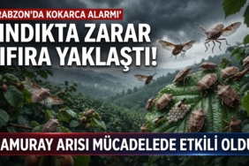 kokarca