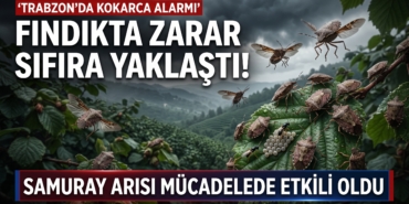 kokarca